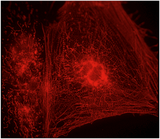 Heart cells grown from human embryonic stem cells