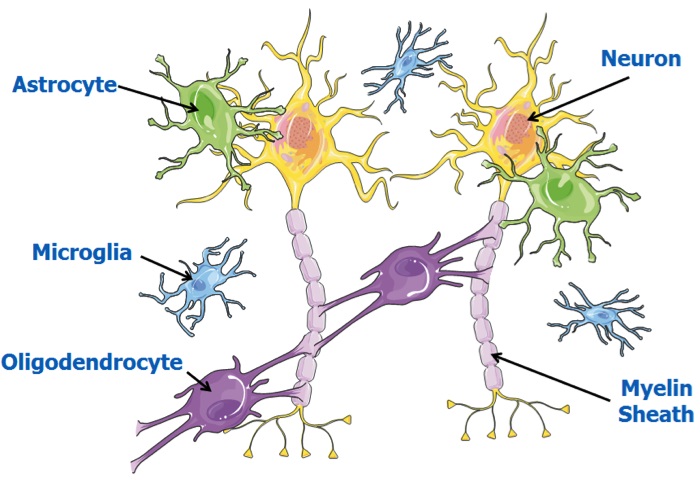 Neural cells