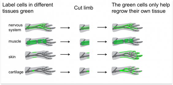 Salamander regeneration diagram