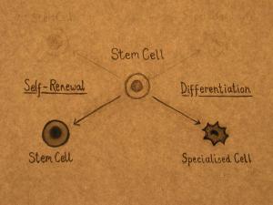 stem cells self renew and differentiate
