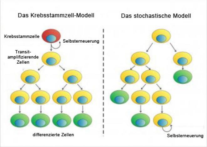 Entstehung Von Krebs Biologie Krebs: eine Krankheit der Stammzellen? | Eurostemcell
