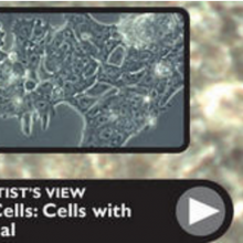 Stem Cells: Cells with Potential