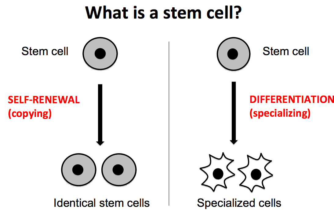 Stem cell worksheet answers