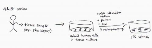 adult stem cells