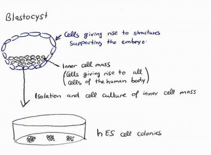 blastocyst