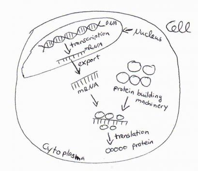 Beate diagram