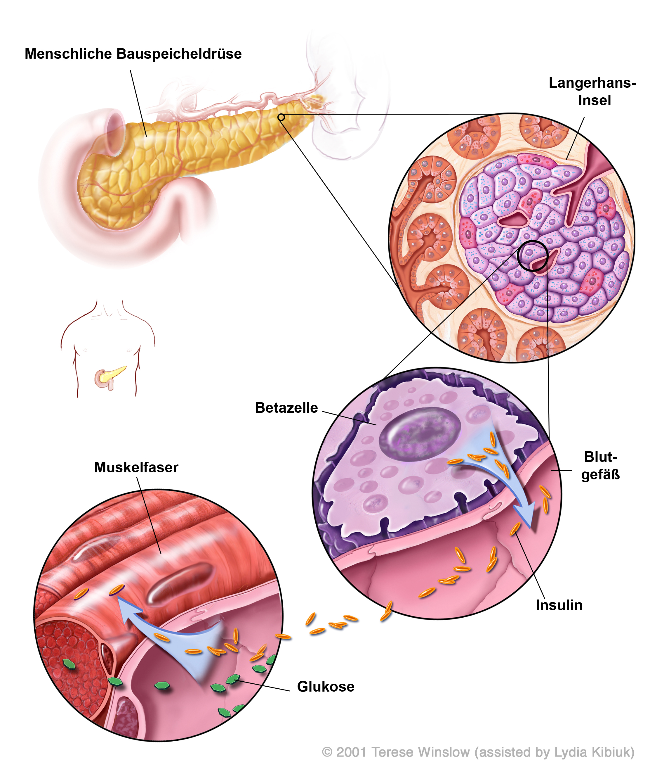 'Insulin Production in the Human Pancreas' diagram