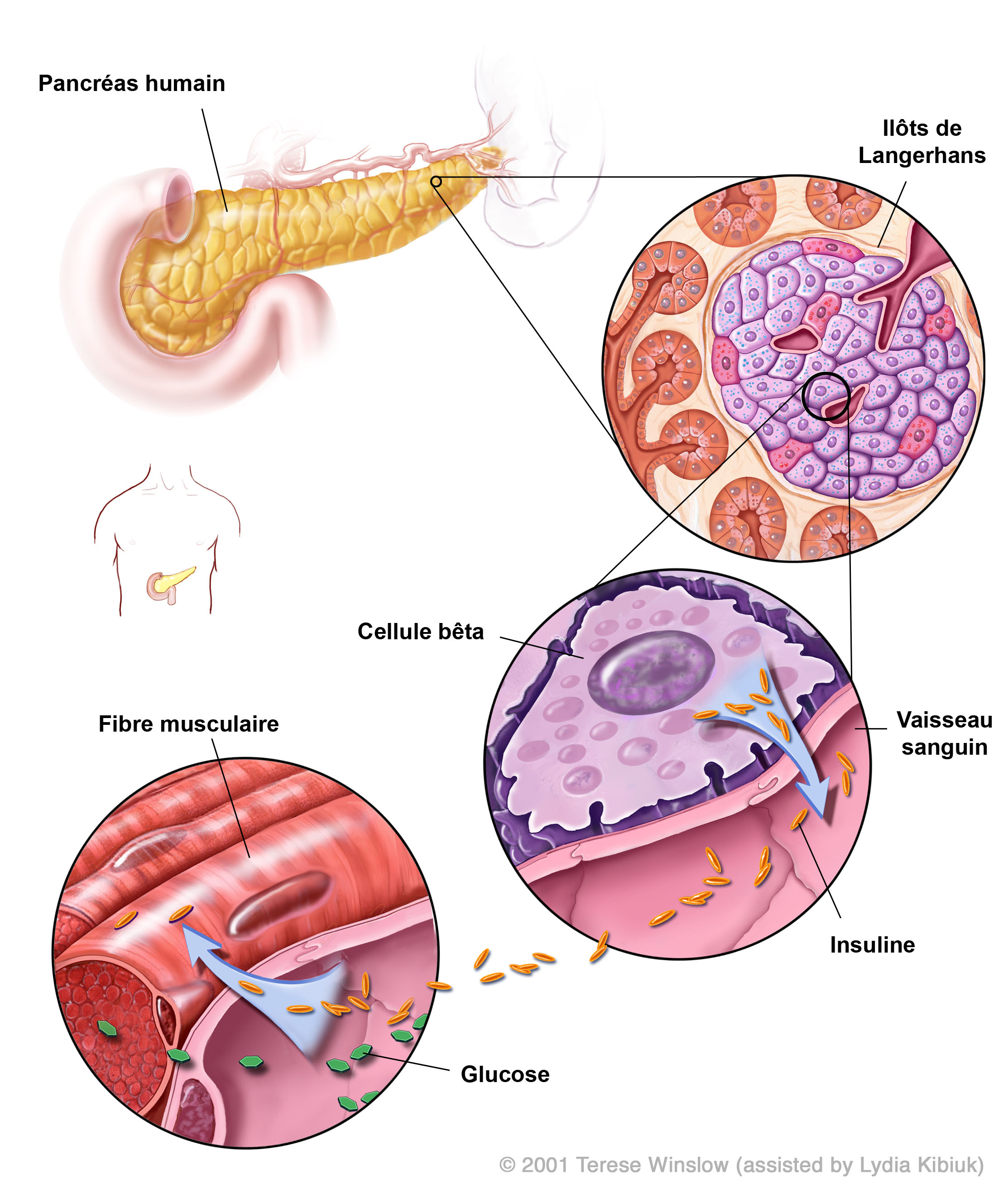 Production de l’insuline dans le pancréas humain