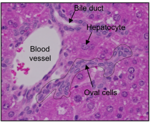 A piece of mouse liver containing hepatocytes and oval cells