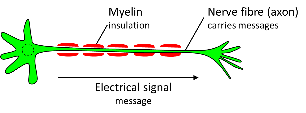 Nerve cell diagram