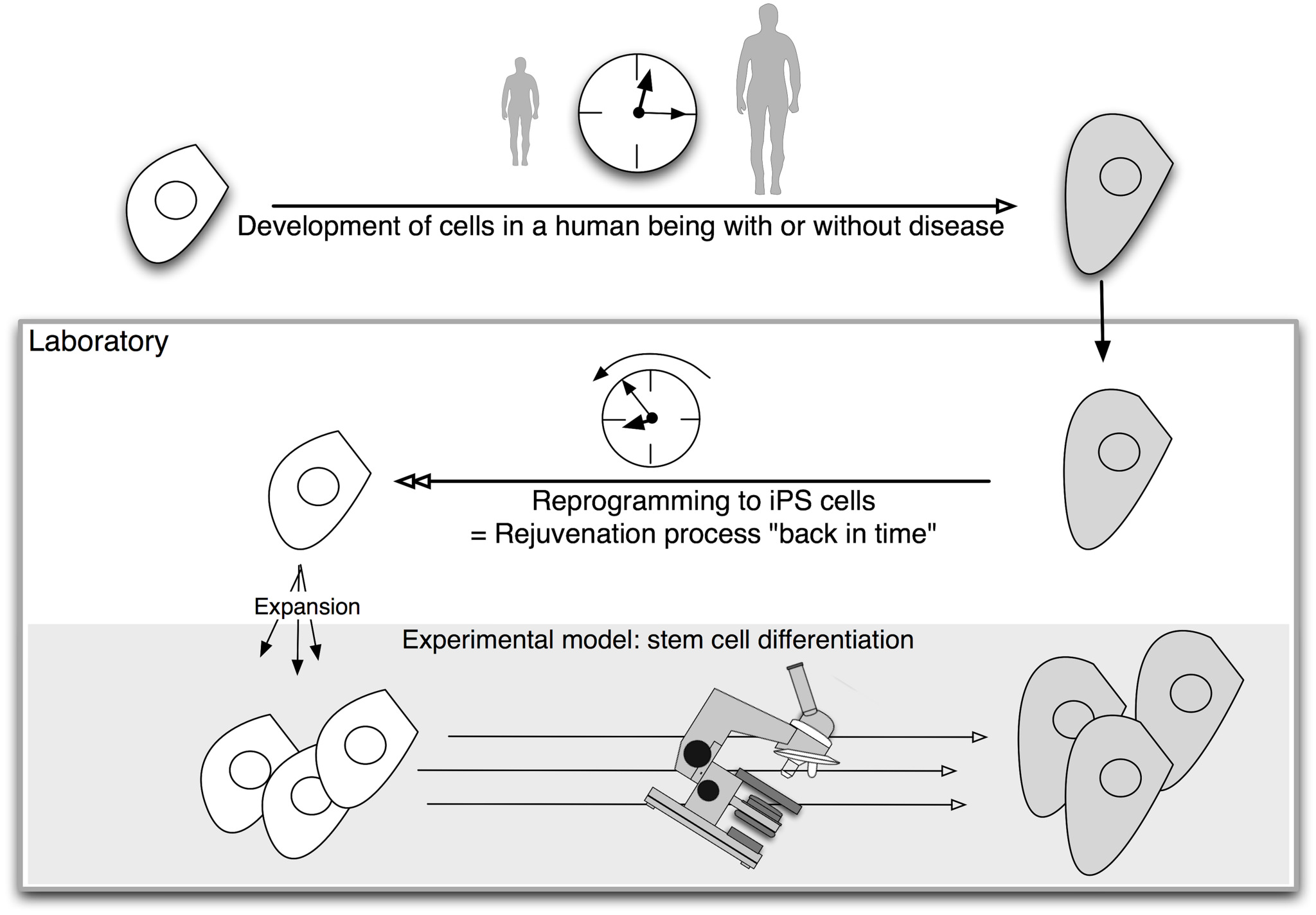 Disease modelling diagram