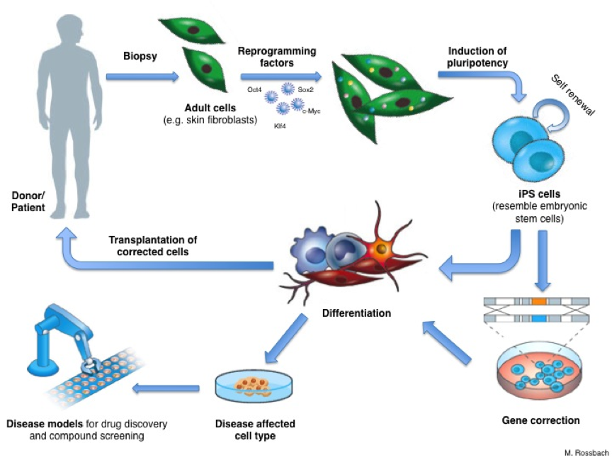 iPS cells diagram