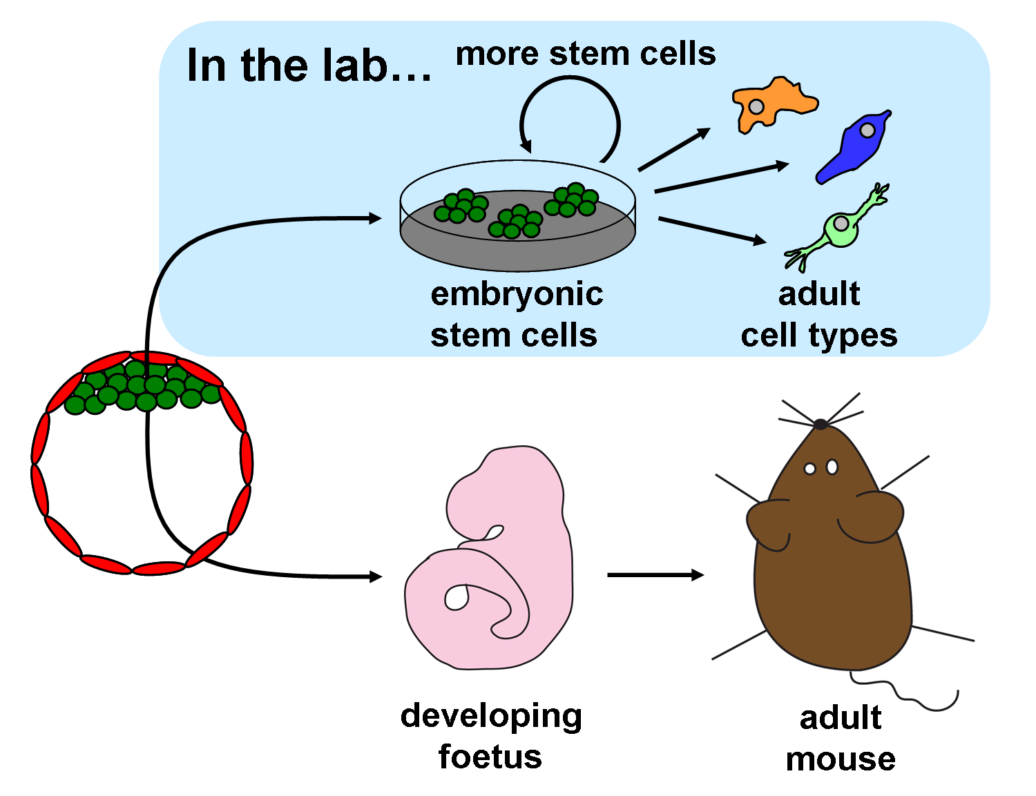 embryonic stem cells diagram