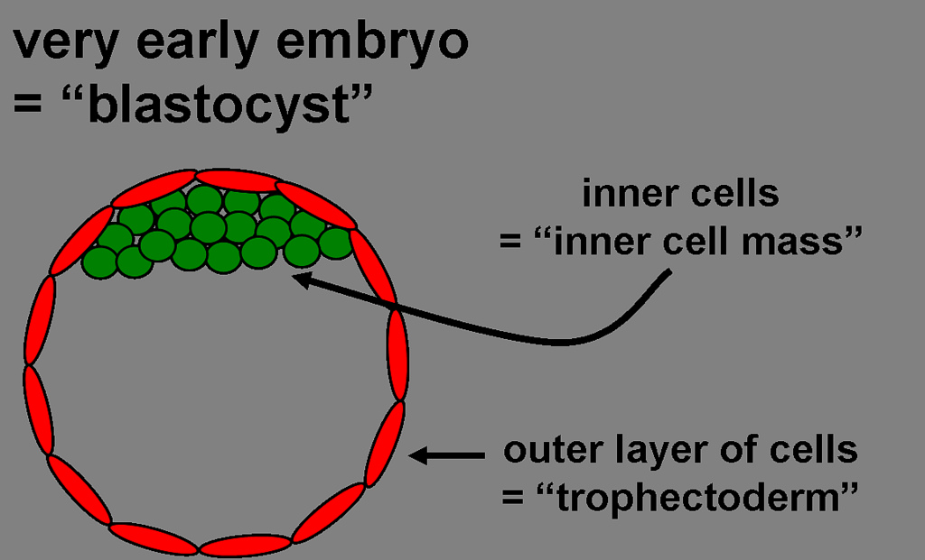 Blastocyst diagram