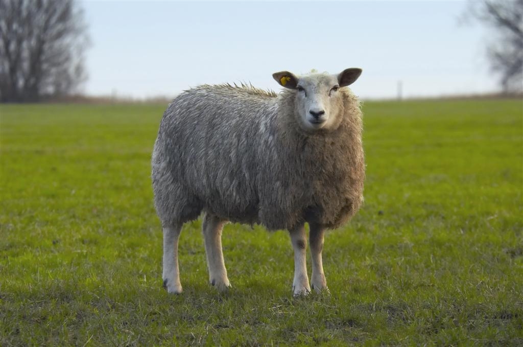 Dolly the sheep