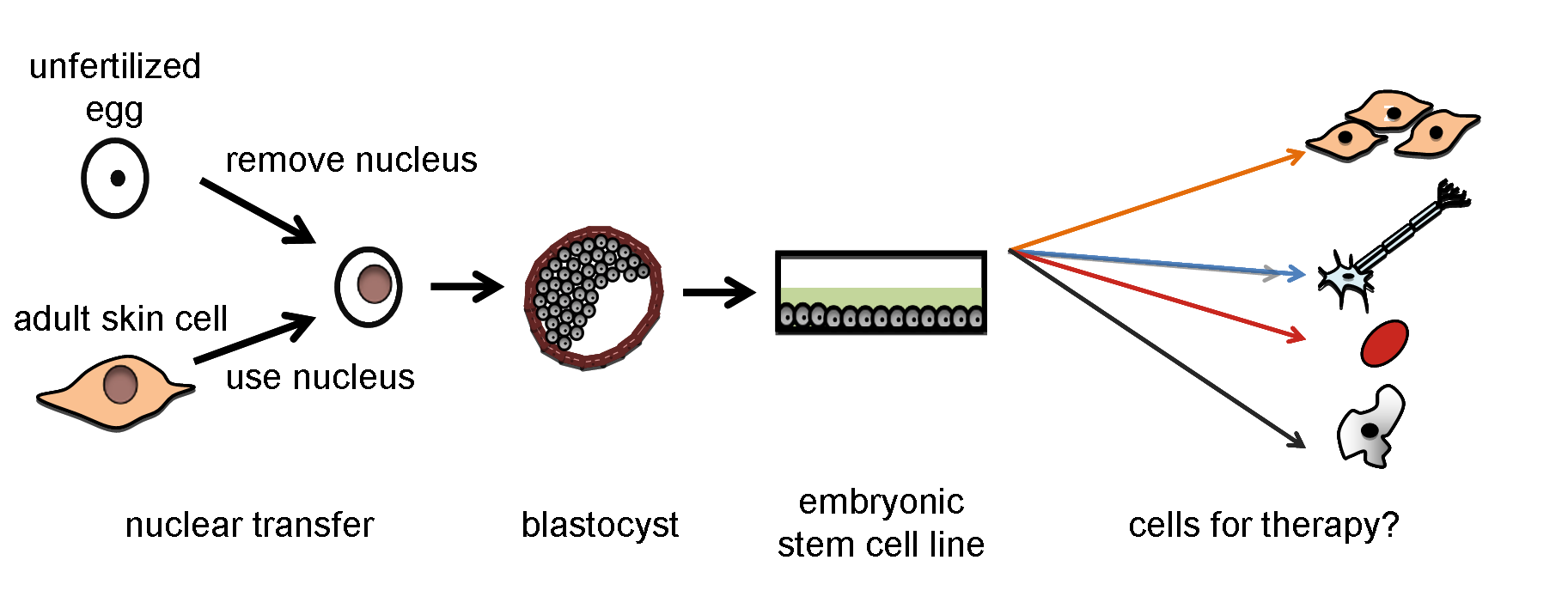 Therapeutic cloning diagram