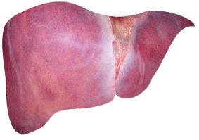 Liver