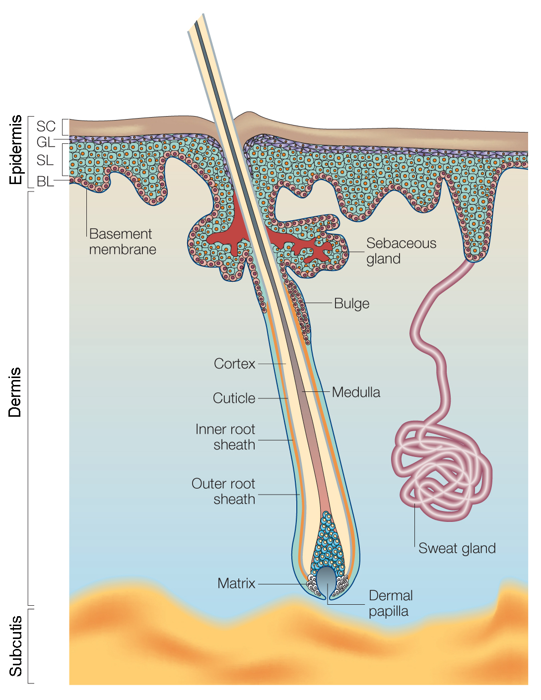 Skin structure diagram