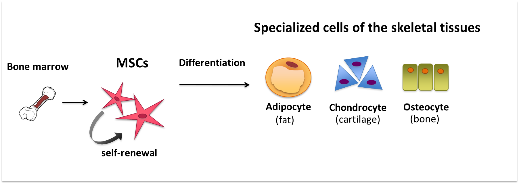 Mesenchymal stem cell differentiation