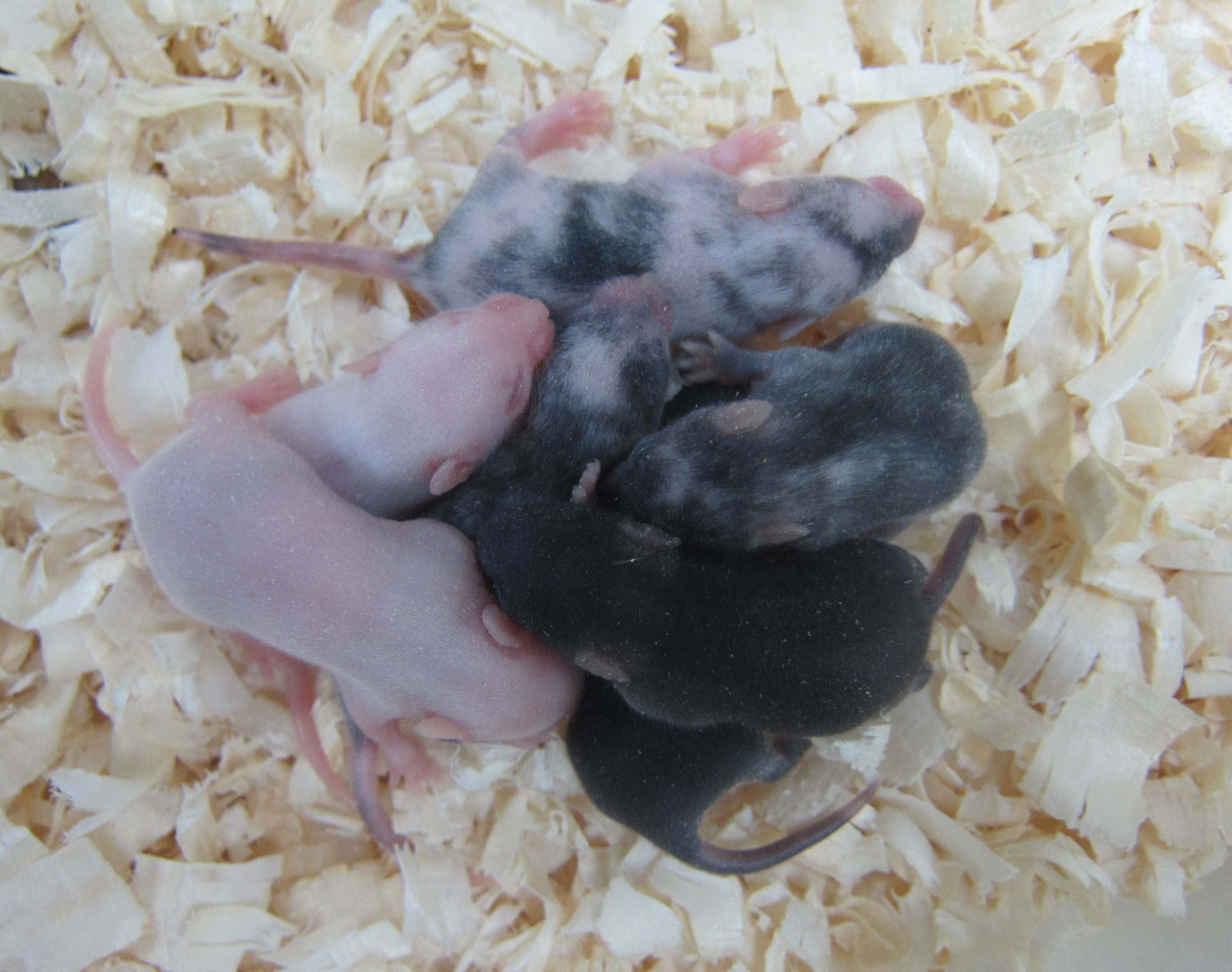 Albino Pups