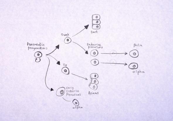 Beta cell pathways diagram