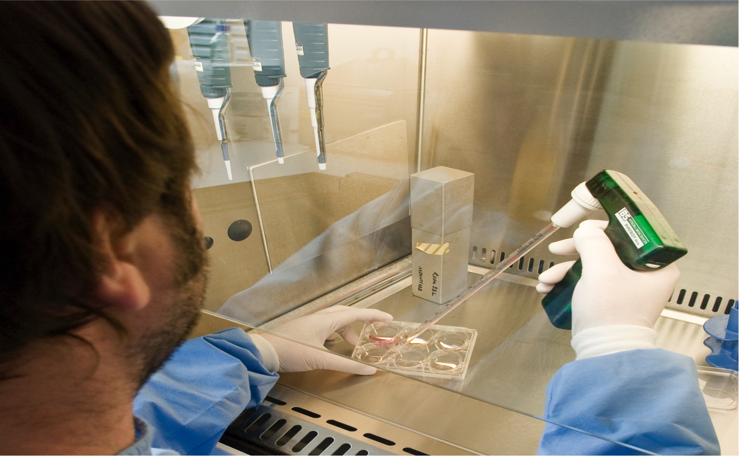 Scientist culturing cells