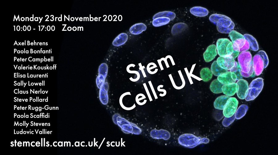 Stem Cells UK