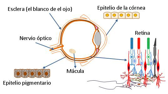 El ojo