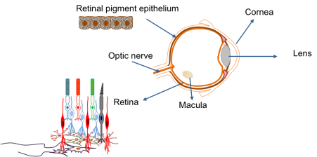 Eye and Stem Cells