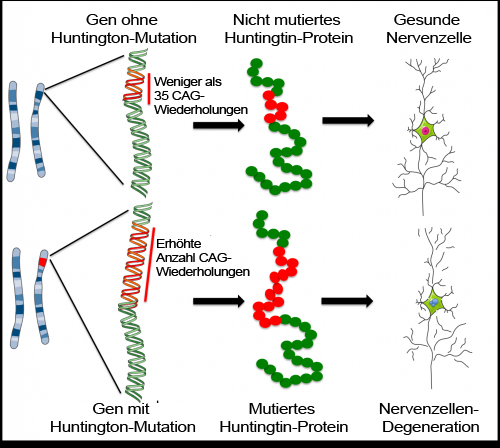 Huntington's disease (hd) is an inherited neurological illness causing involuntary movements if the child does not inherit the defective gene, the child will not get the disease nor pass the gene on to. Huntington Gen - Chorea Huntington Hilfe Durch Stammzellen Eurostemcell
