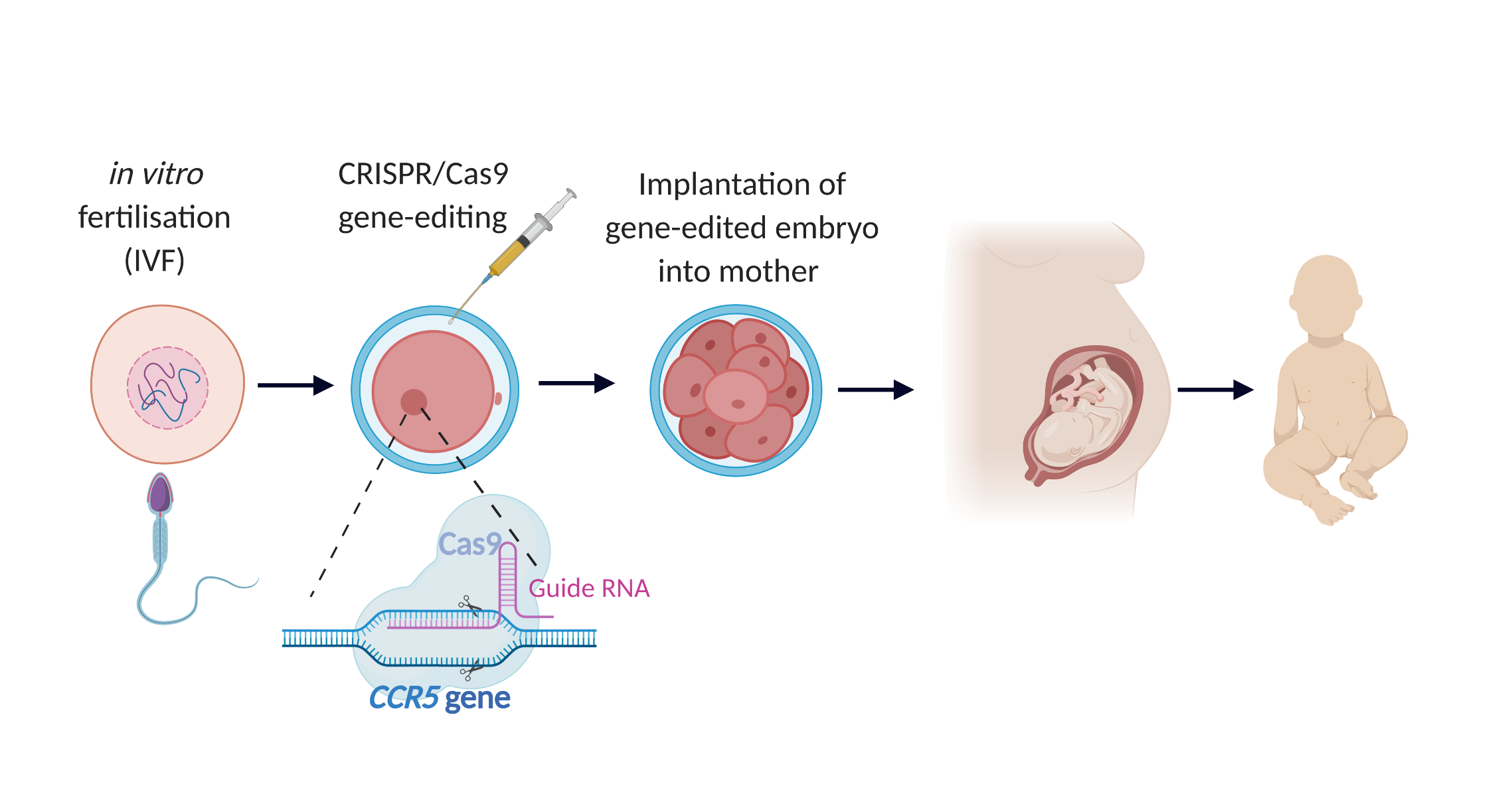 Overview of the gene-editing process