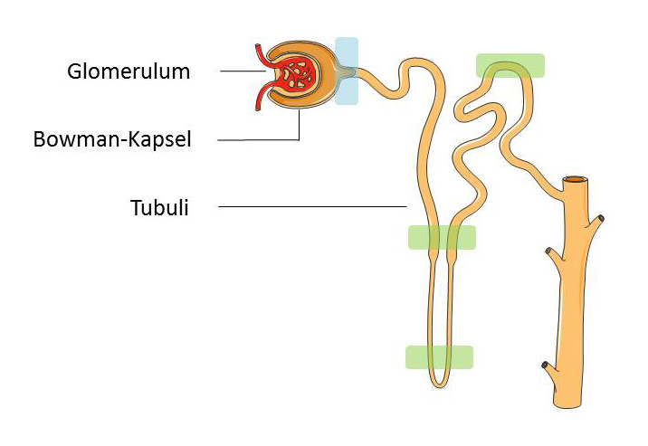 Das Nephron