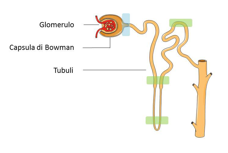 Il nefrone