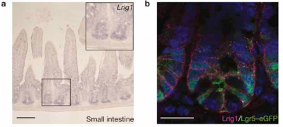 Intestinal stem cells