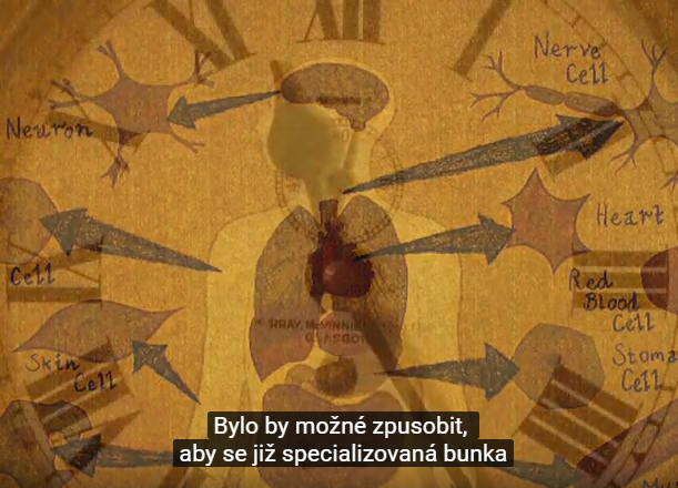 Kmenové buňky a budoucnost