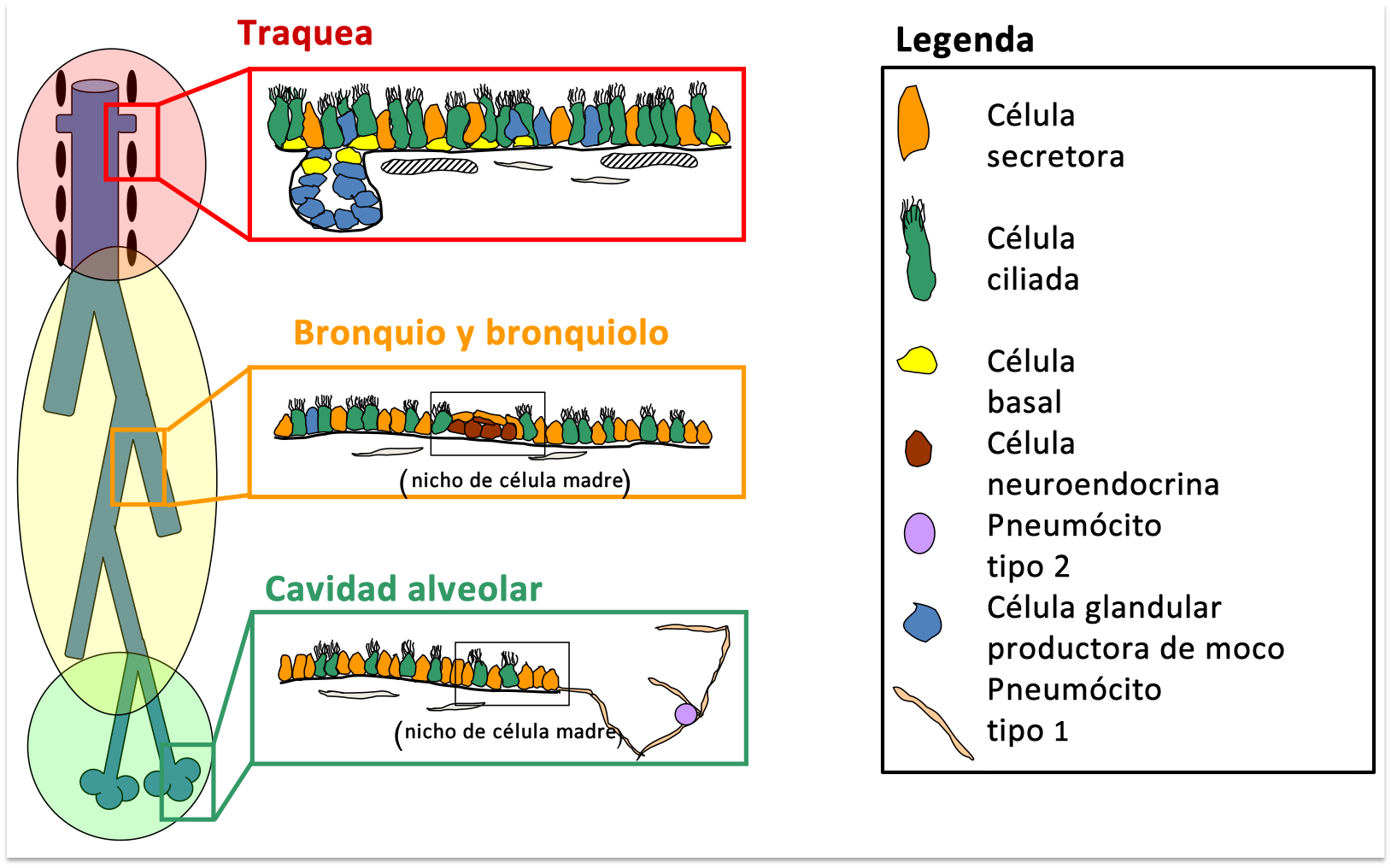 Pulmones