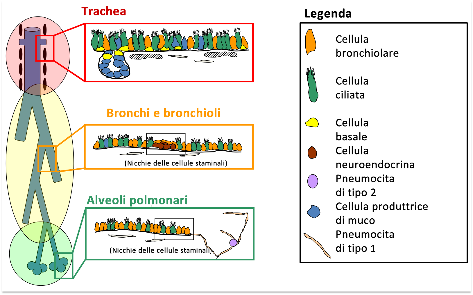 Polmoni