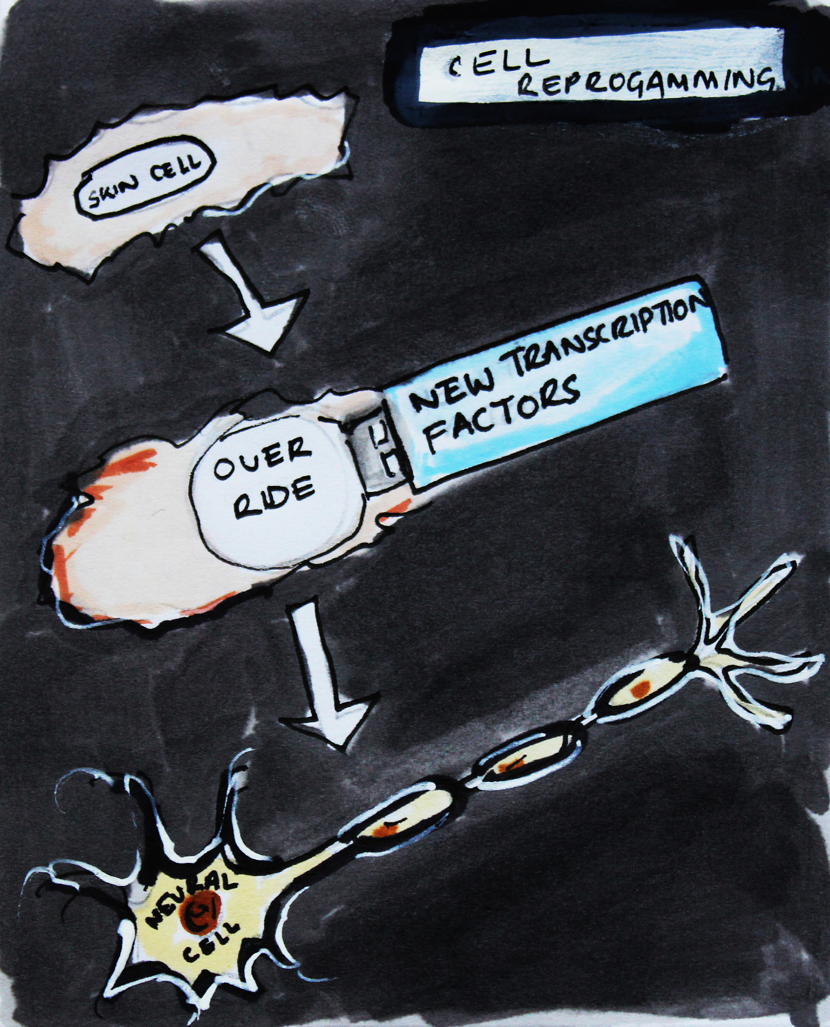 Hand-drawn illustration of cell reprogramming