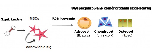 Różnicowanie się mezenchymalnych komórek macierzystych