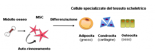 Differenziazione delle cellule staminali mesenchimali