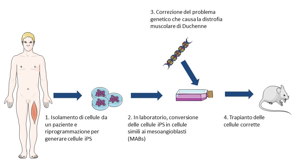 Un possibile approccio di terapia cellulare per la cura della distrofia muscolare