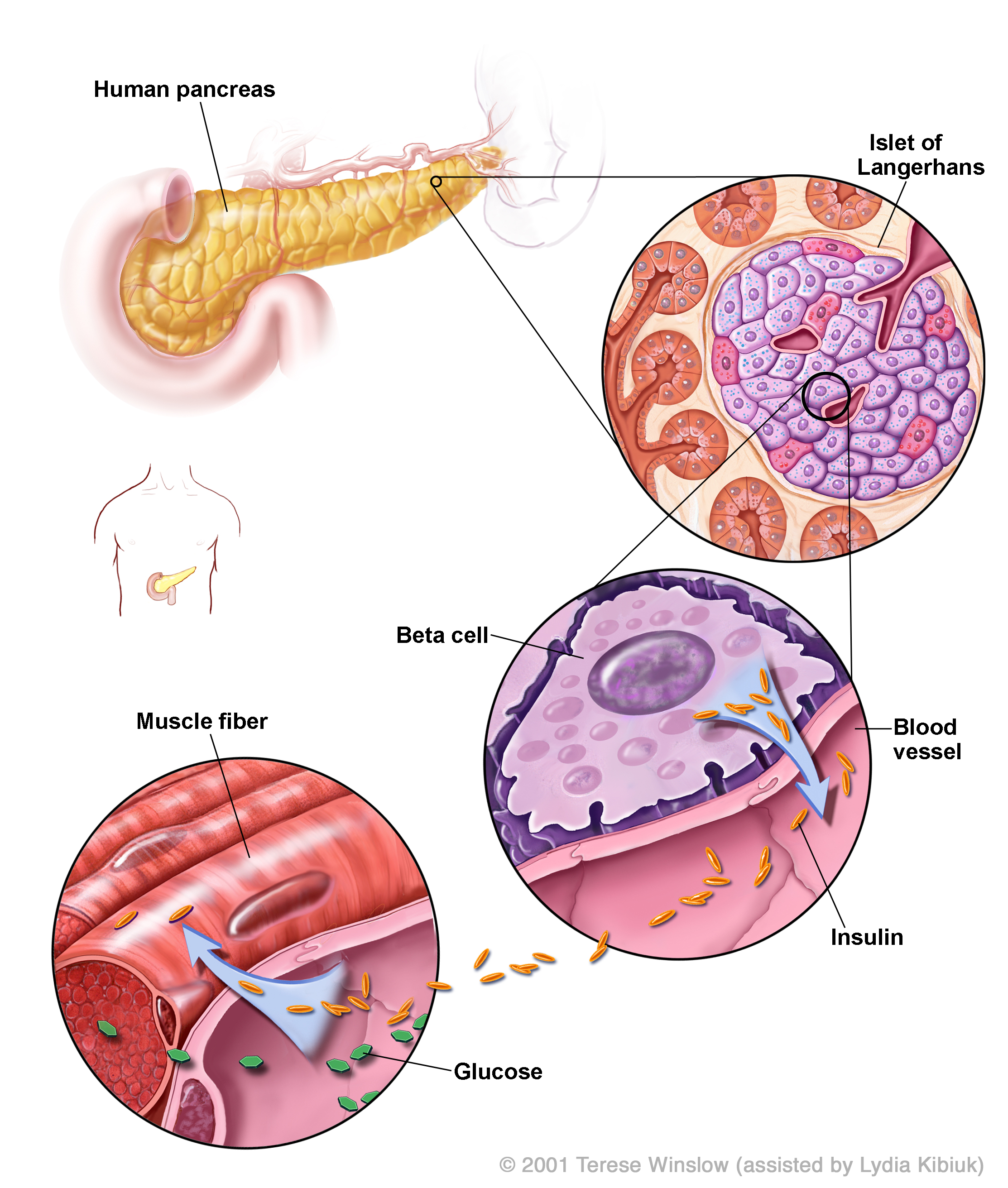 'Insulin Production in the Human Pancreas' diagram