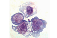 Putative haematopoietic stem cells