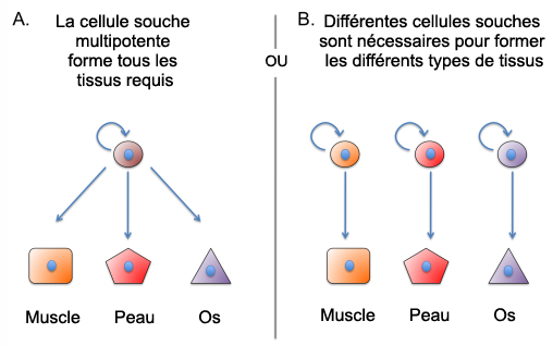 Possibilités de régénération d'un membre