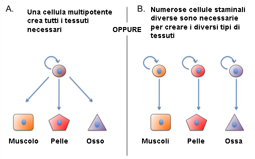 Rigenerazione