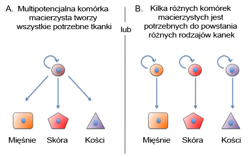 Możliwe sposoby odrastania kończyny