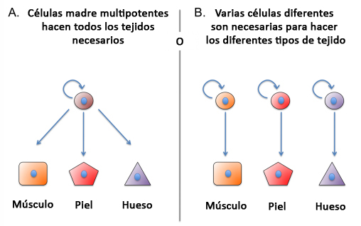 Posibilidades para regenerar una extremidad