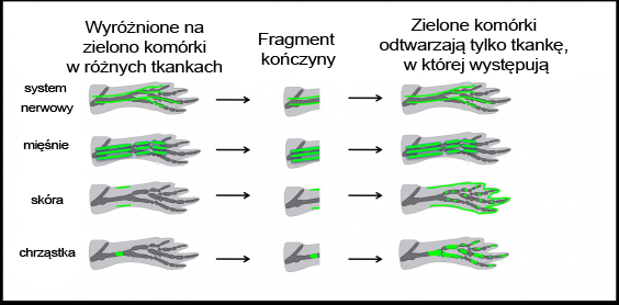 Regeneracja kończyny salamandry