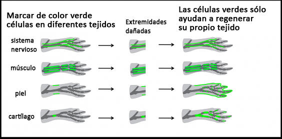 Regeneración de los miembros salamandra