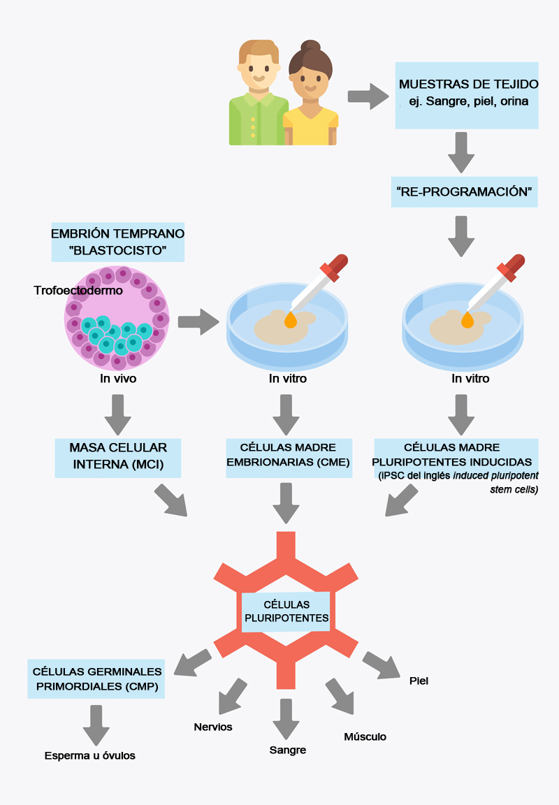 Reproduction graphic